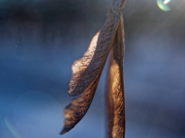 maple seeds on a branch in winter - maple keys maple tree seed tree imagens e fotografias de stock