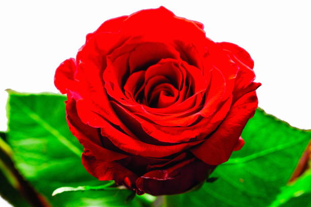 Single red rose