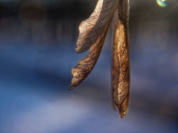 maple seeds on a branch in winter - maple keys maple tree seed tree imagens e fotografias de stock