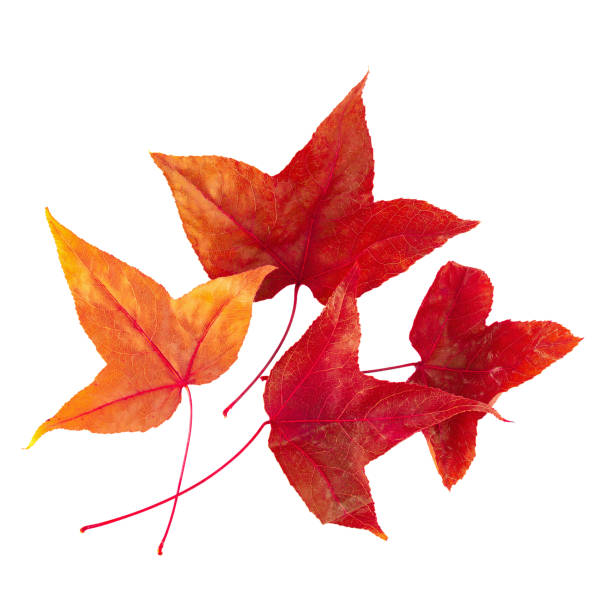 istock Dried maple leaves isolated over white background. 1129865290