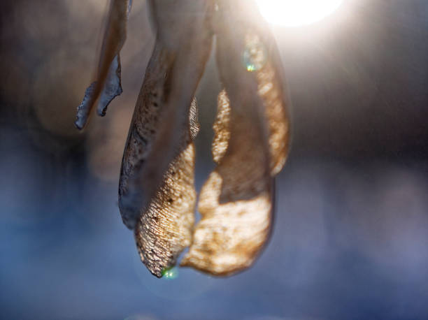 maple seeds on a branch in winter - maple keys maple tree seed tree imagens e fotografias de stock