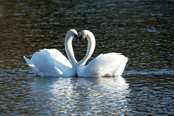 istock A pair of loving swans 1129866187