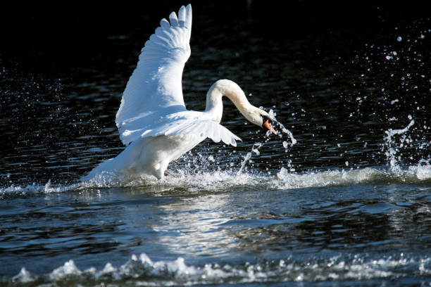 istock Mute swan landing on water. 1129866340