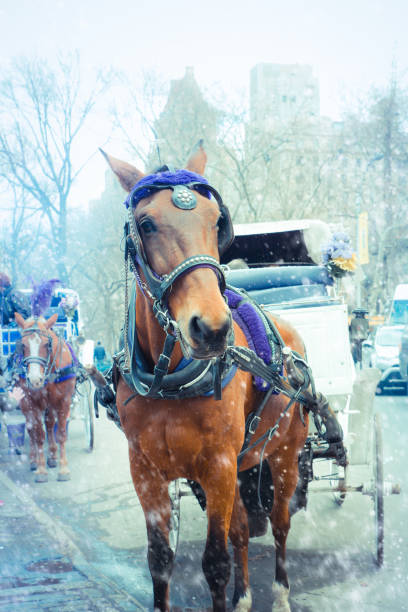 istock Horse drawn carriage NYC 1129866437