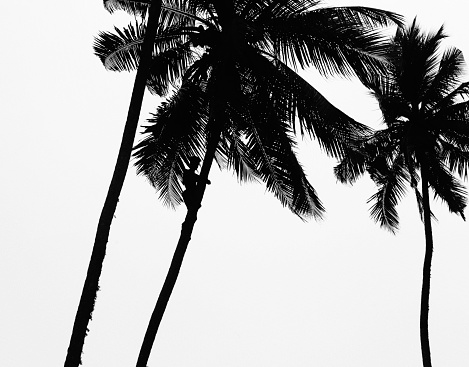 Coconut palm trees with an unrecognizable person climbing one of them. He is picking coconuts. Location: Weligama, Sri Lanka.