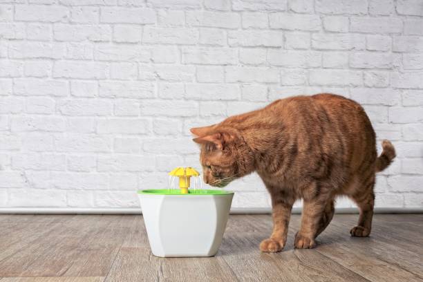Thirsty ginger cat looking curious to a pet drinking fountain. Side view with copy space. Thirsty ginger cat looking curious to a pet drinking fountain. Side view with copy space. whites only drinking fountain stock pictures, royalty-free photos & images