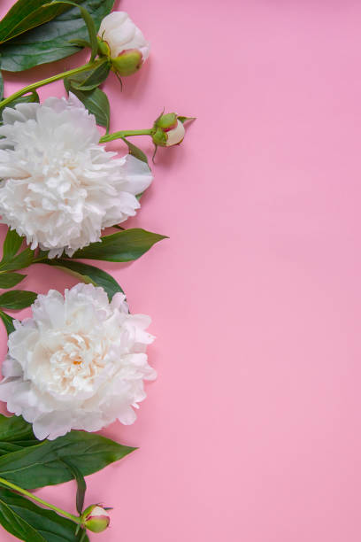 istock Peony flowers, branches, leaves and petals with space for text on a pink background. Peony flower texture. Flat lay, top view. 1129869241