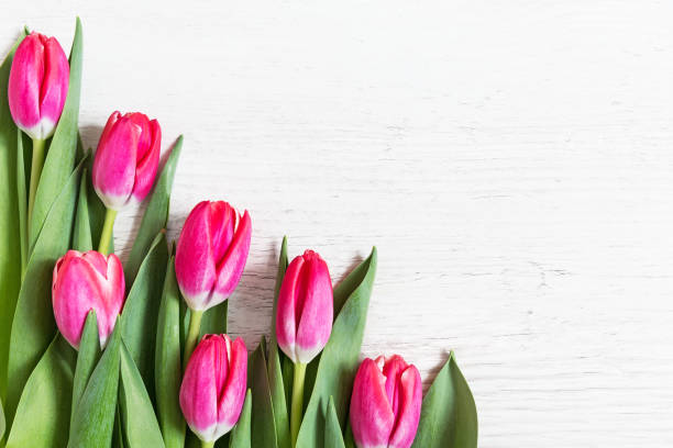 istock Beautiful pink tulips on wooden background 1129869426