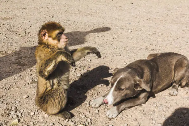 Monkey which seems to dance when dog is watching