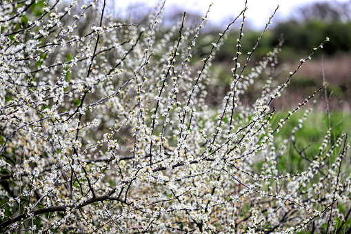 This is a white flowering stand of blackthorn (Prunus spinosa) beside a path that runs through Mitcham Common in Surrey, England.