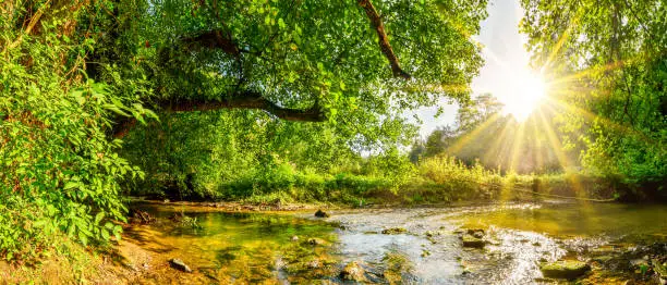 Beautiful forest panorama with brook and bright sun shining through the trees