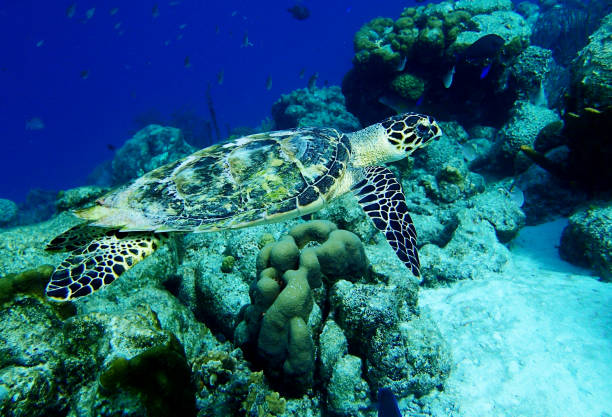 istock Hawksbill Sea Turtle on a tropical reef in the Caribbean 1129874704