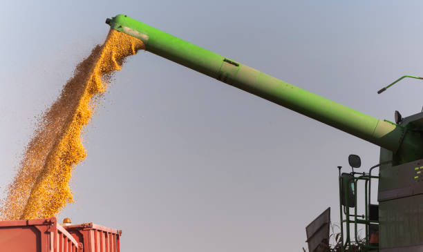 istock Pouring corn grain into tractor trailer after harvest at field 1129874750