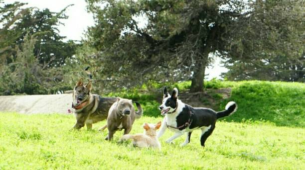 istock Gathering together new friends - Having a good day - playdate 1129874819