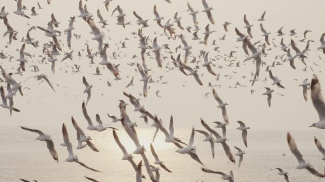 4k slo mo , Large group of Seagull flying at coastline