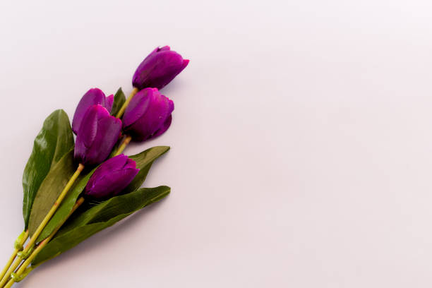 istock Violet Tulips Flowers Concept spring Woman's day Valentines Bright Violet Background 1129874918