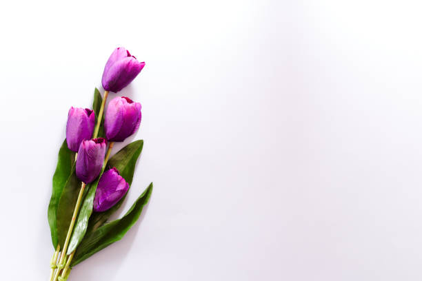 istock Violet Tulips Flowers Concept spring Woman's day Valentines Bright Violet Background 1129874919