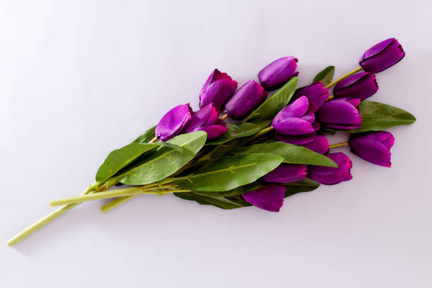 istock Violet Tulips Flowers Concept spring Woman's day Valentines Bright Violet Background 1129874920