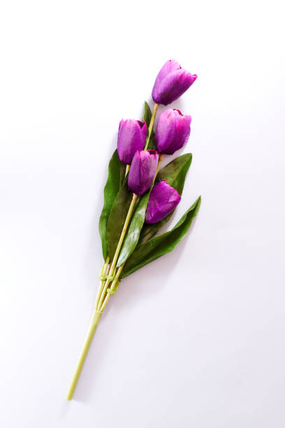 Violet Tulips Flowers Concept spring Woman's day Valentines Bright Violet Background