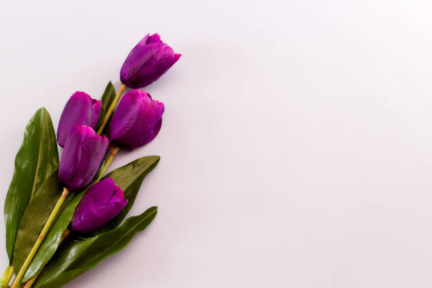 istock Violet Tulips Flowers Concept spring Woman's day Valentines Bright Violet Background 1129874945