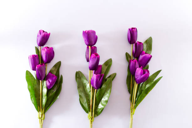 istock Violet Tulips Flowers Concept spring Woman's day Valentines Bright Violet Background 1129874958