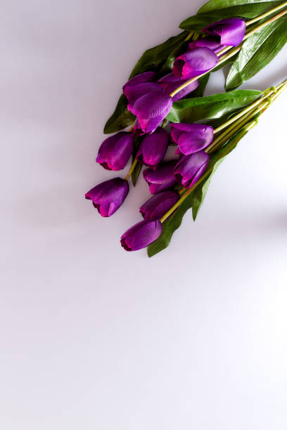 istock Violet Tulips Flowers Concept spring Woman's day Valentines Bright Violet Background 1129874959