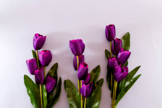 istock Violet Tulips Flowers Concept spring Woman's day Valentines Bright Violet Background 1129874960