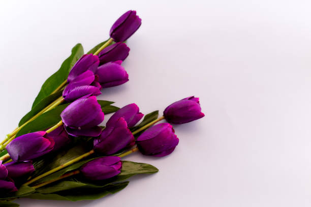 istock Violet Tulips Flowers Concept spring Woman's day Valentines Bright Violet Background 1129874970
