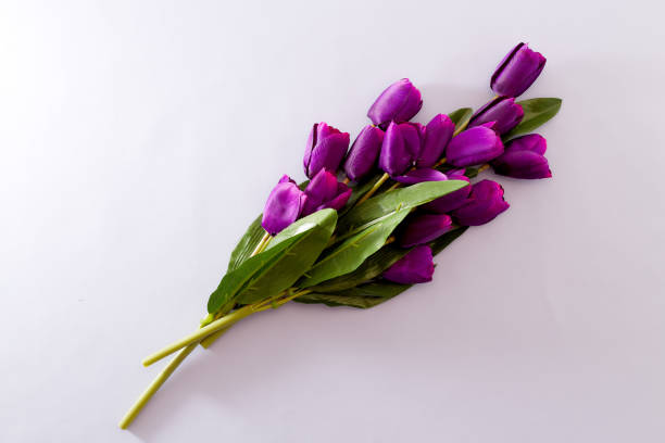 istock Violet Tulips Flowers Concept spring Woman's day Valentines Bright Violet Background 1129874974