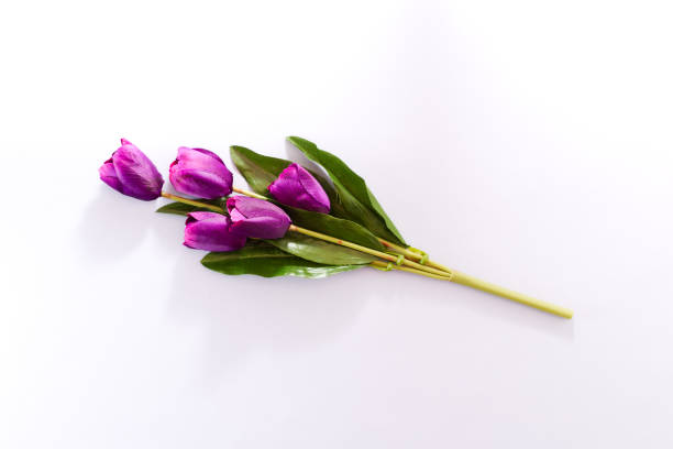 istock Violet Tulips Flowers Concept spring Woman's day Valentines Bright Violet Background 1129874978