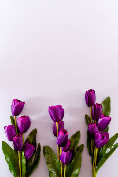 istock Violet Tulips Flowers Concept spring Woman's day Valentines Bright Violet Background 1129874981