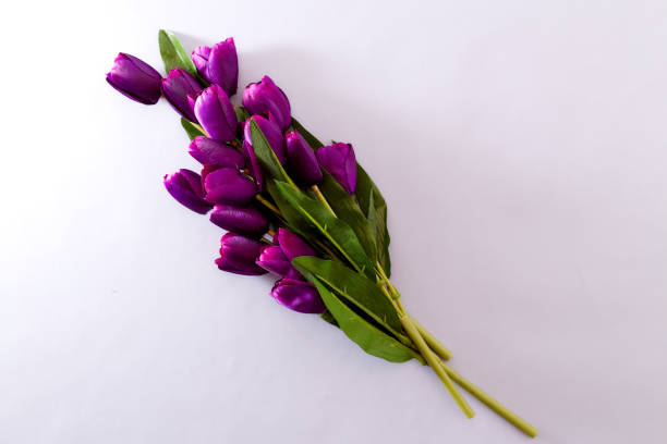 istock Violet Tulips Flowers Concept spring Woman's day Valentines Bright Violet Background 1129874984