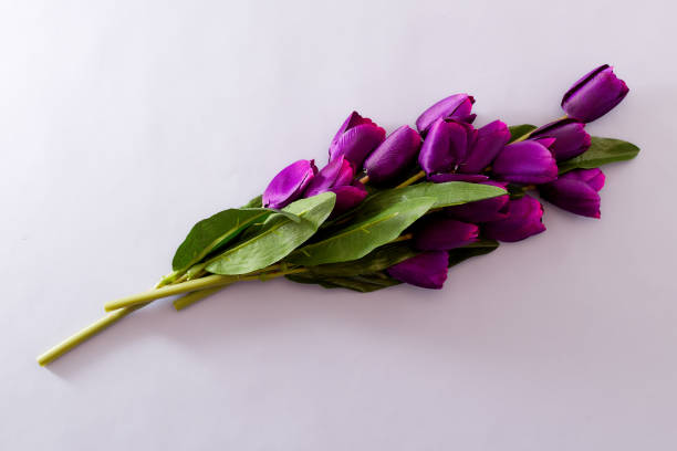 istock Violet Tulips Flowers Concept spring Woman's day Valentines Bright Violet Background 1129874985