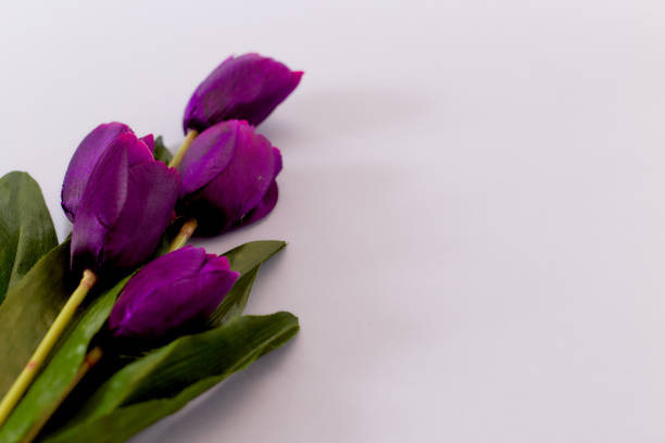 istock Violet Tulips Flowers Concept spring Woman's day Valentines Bright Violet Background 1129874987