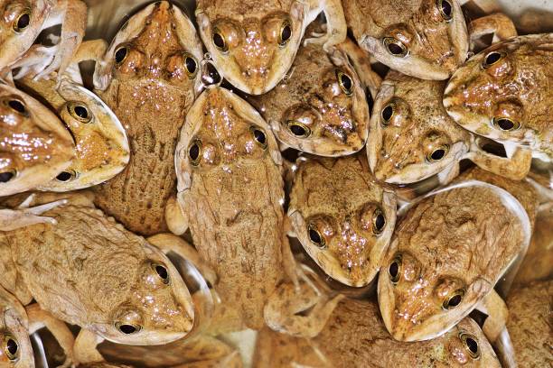 istock Flock of frogs. 1129876427