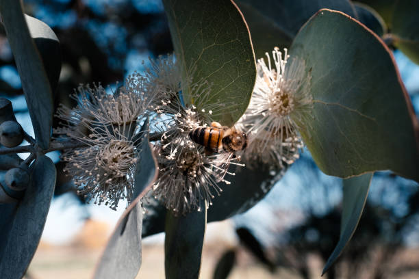 istock Honey bee over eucalyptus  white flowers 1129876567