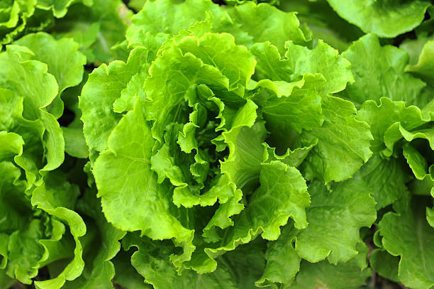 istock lettuce plant in field 112987666