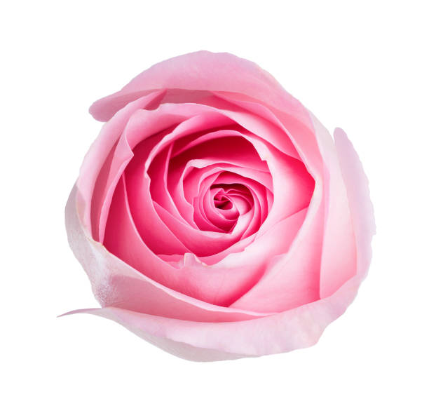 istock Light pink rose isolated on white background. 1129878774