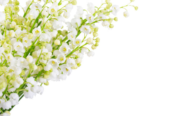 istock Lilies of the Valley isolated on a white background. Selective focus. 1129879034