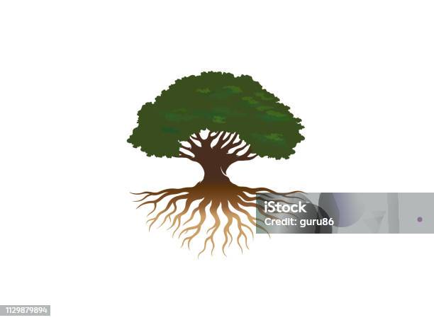 Oak Tree Roots Vector Creative Oak Tree Stock Illustration - Download Image Now - Root, Tree ...