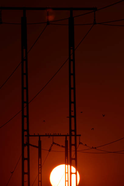 istock starlings electric poles and sunset 1129879945