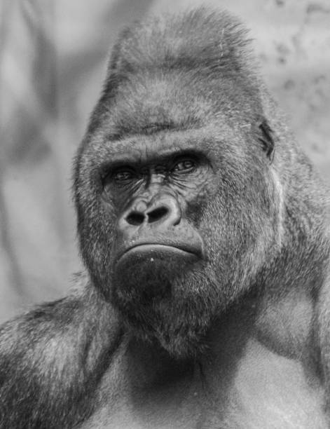 gorila occidental de tierras bajas - gorilla endangered species large isolated fotografías e imágenes de stock