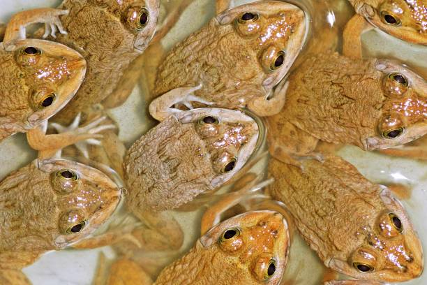 istock Flock of frogs. 1129883834