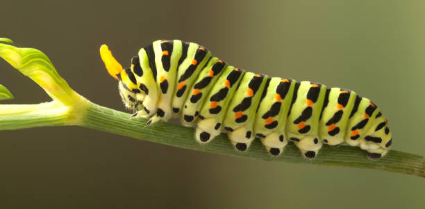 istock green caterpillar machaon on dill 1129884584