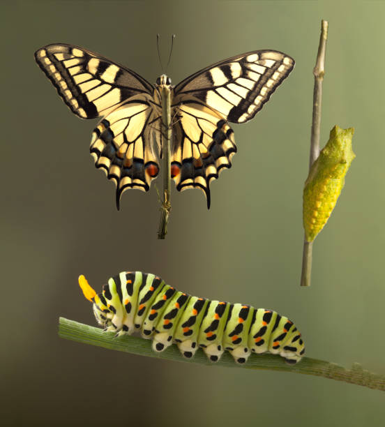 istock green caterpillar machaon on dill 1129884616