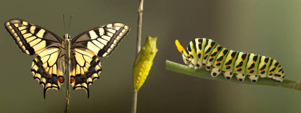 istock green caterpillar machaon on dill 1129884692