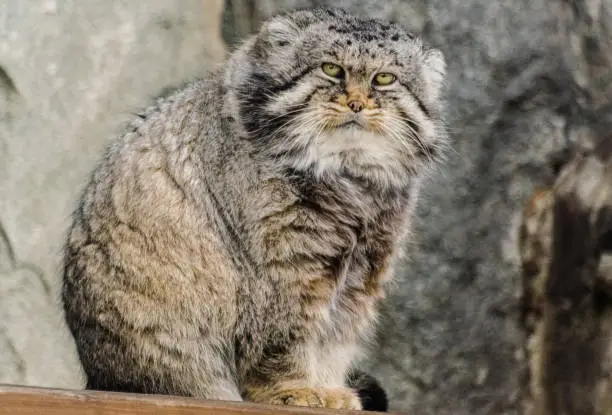 Pallas's cat (Otocolobus manul manul) looking at you
