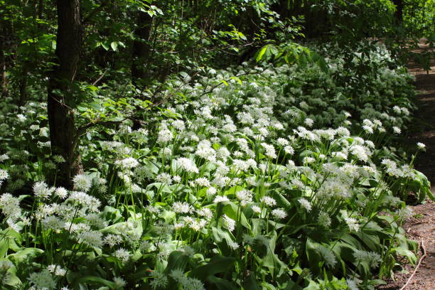 aglio dell'orso selvatico (allium ursinum) in fiore nella foresta ripariale di lipsia, germania - riparian forest foto e immagini stock
