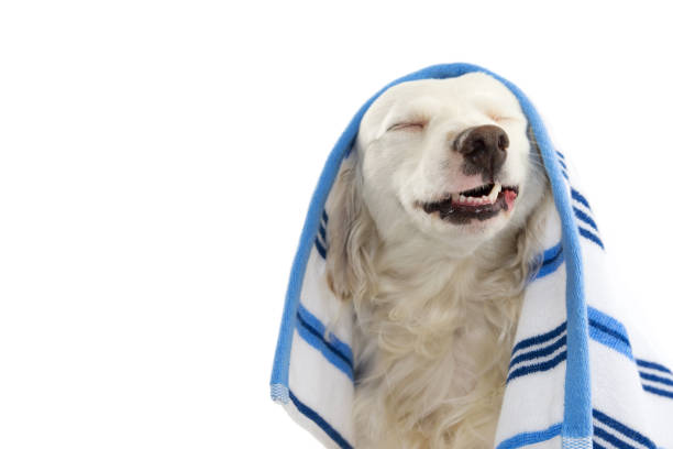 istock FUNNY DOG BATHING. MIXED-BREED PUPPY WRAPPED WITH A BLUE COLORED TOWEL. MAKING A FACE. ISOLATED STUDIO SHOT AGAINST WHITE BACKGROUND. 1129887487