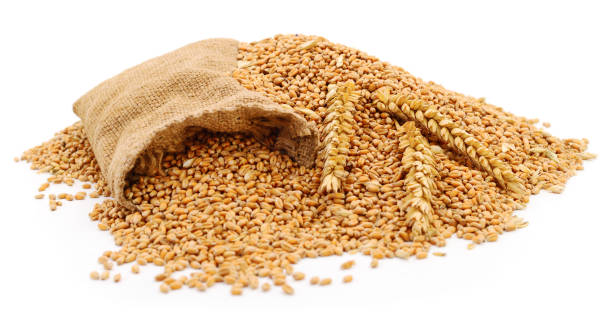 istock Sack with grains and ear of wheat. 1129887527